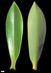 Veronica cryptomorpha. Leaf surfaces, adaxial (left) and abaxial (right). Scale = 1 mm.
 Image: W.M. Malcolm © Te Papa CC-BY-NC 3.0 NZ